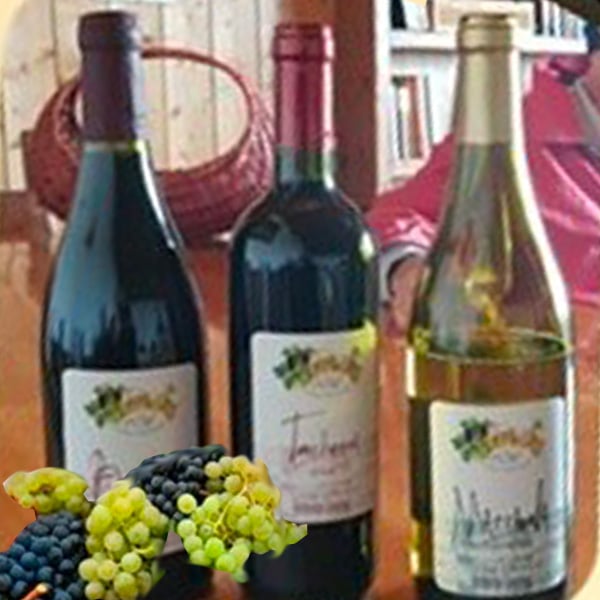 uva-vino-spettacoli-pissatola