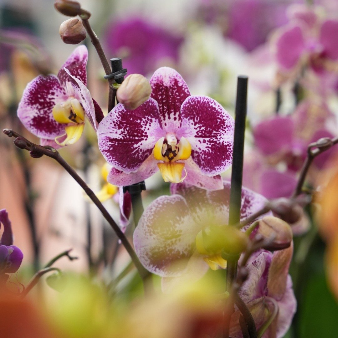 bovo garden orchidee  mostra mercato 