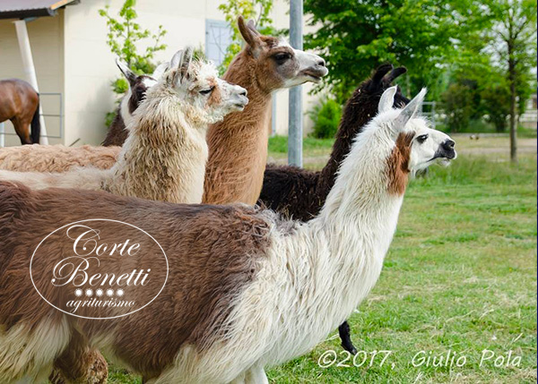 lama-corte-benetti lama-corte-benetti