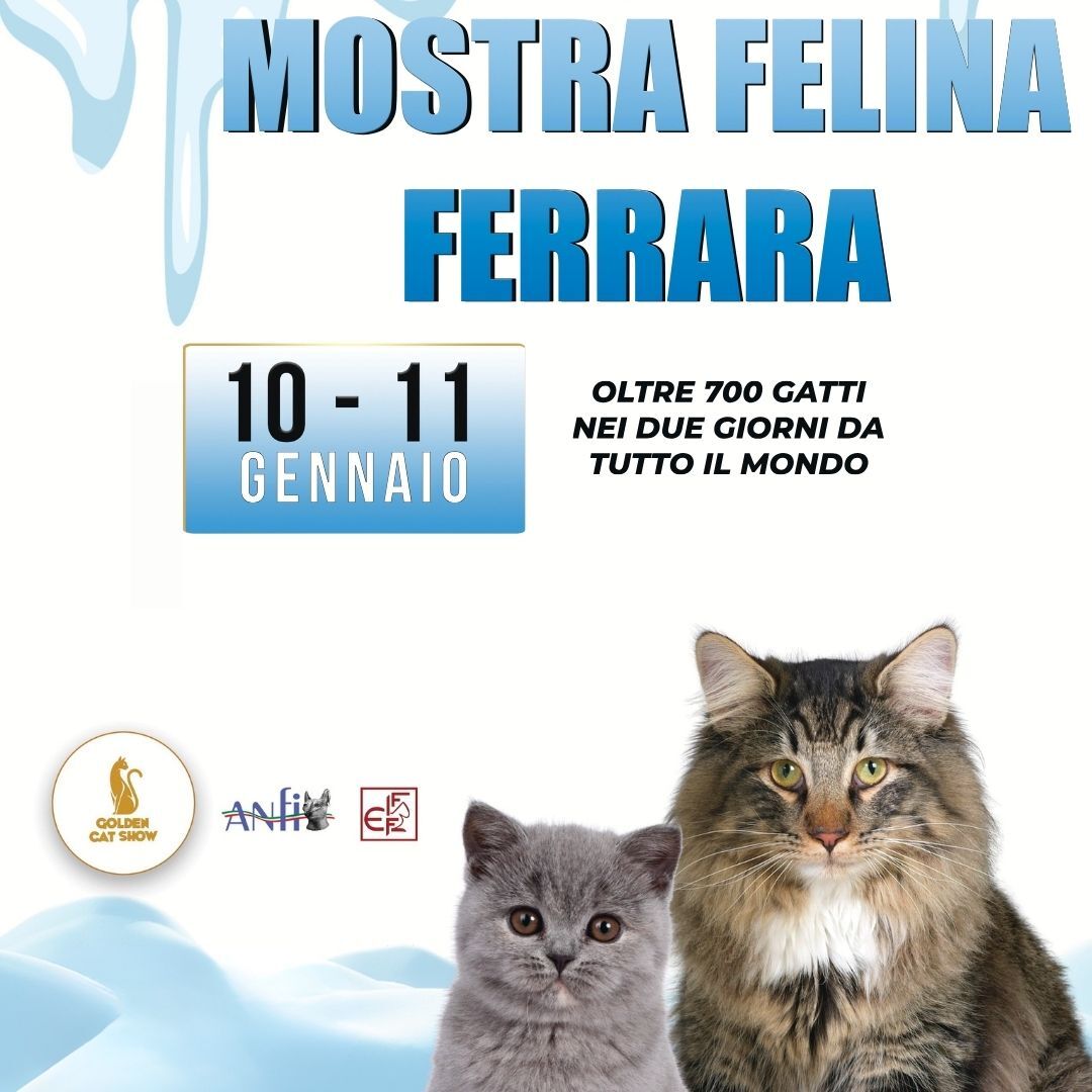 MOSTRA FELINA FERRARA  ANFI-1